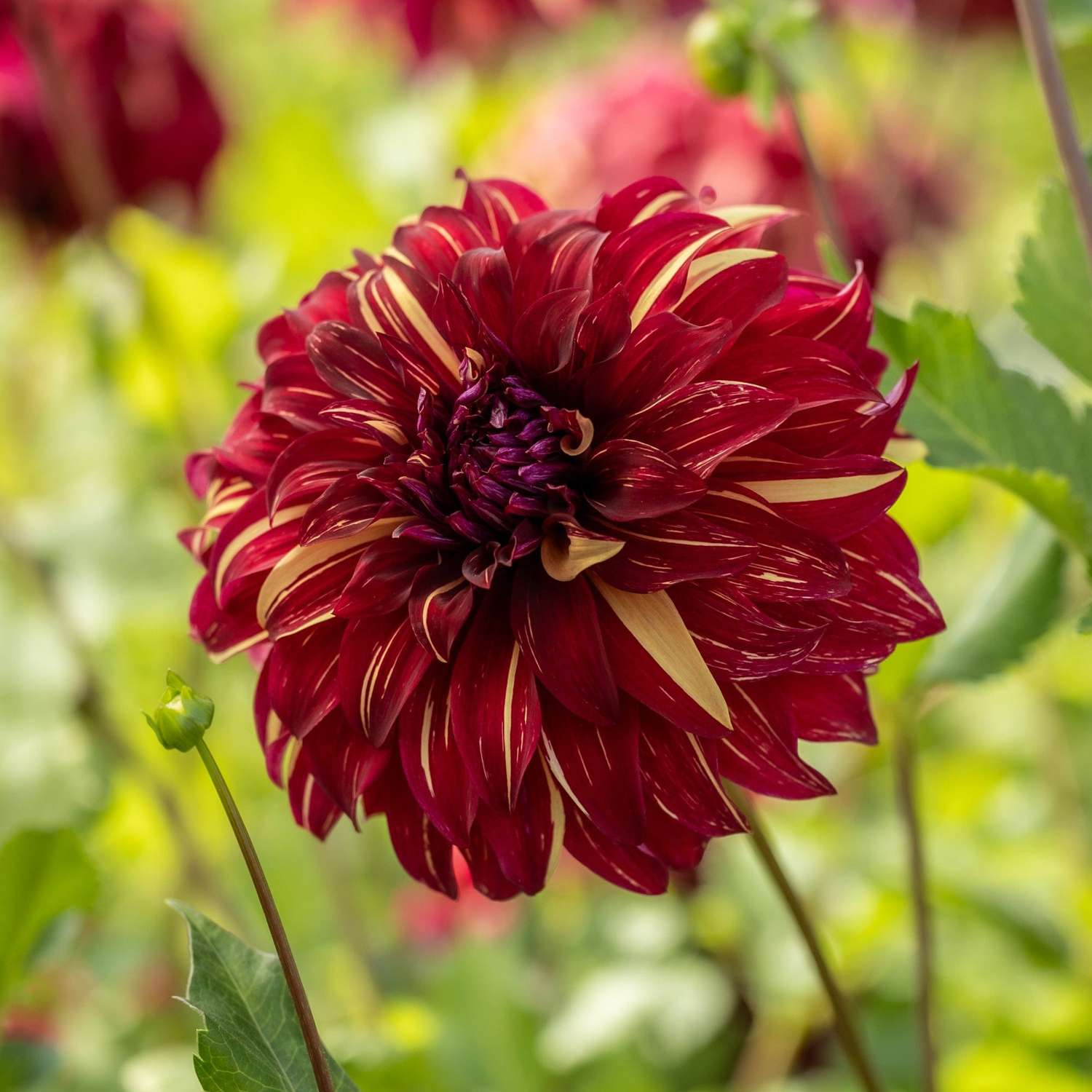 Dahlie 'Bohemian Spartacus'